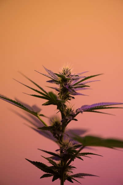 大麻植物的选择性聚焦摄影